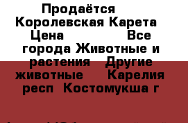 Продаётся!     Королевская Карета › Цена ­ 300 000 - Все города Животные и растения » Другие животные   . Карелия респ.,Костомукша г.